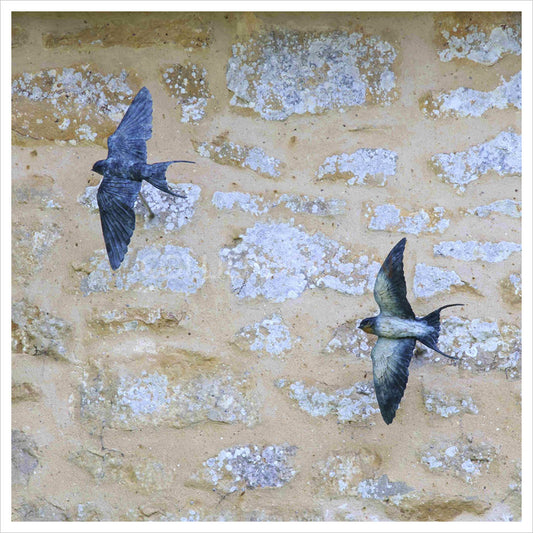 Barn Swallows by William Montgomery