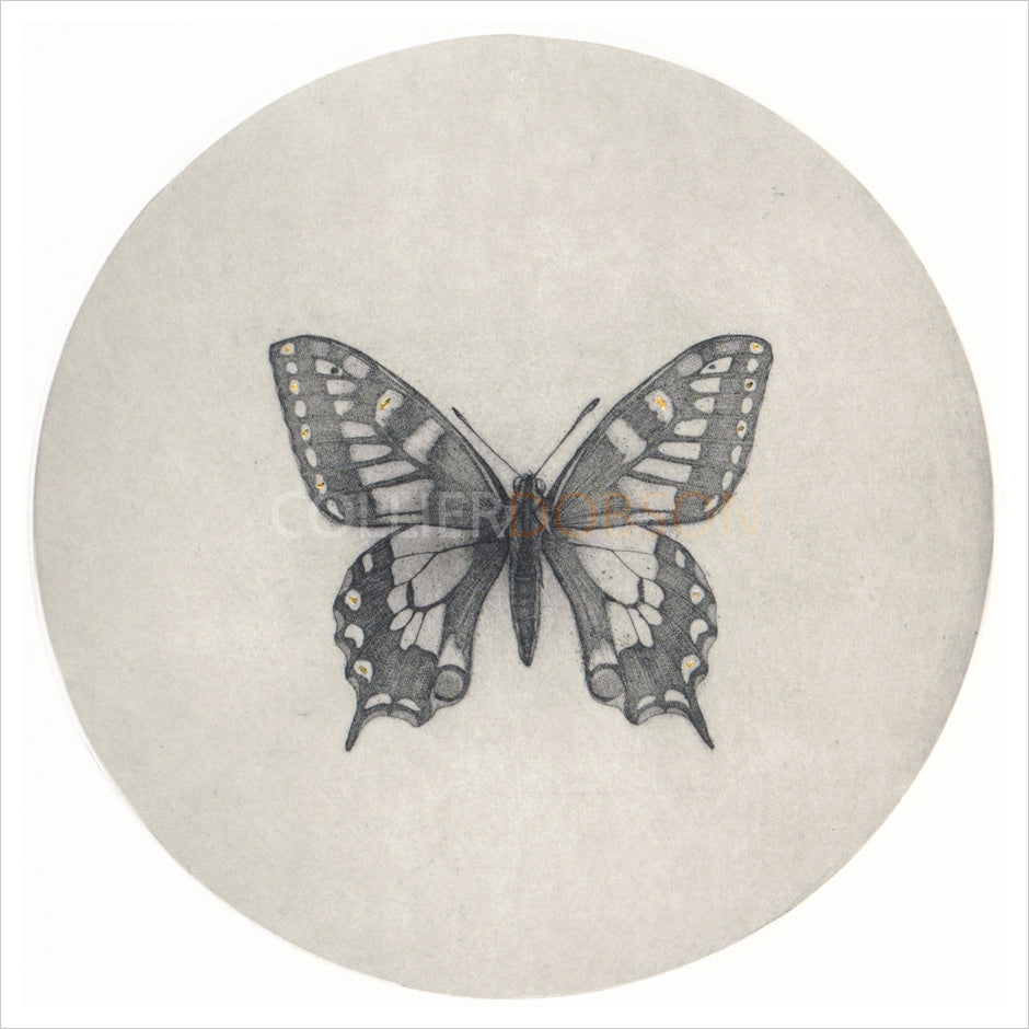 Guy Allen Limited Edition Original print | Swallowtail Butterfly ...